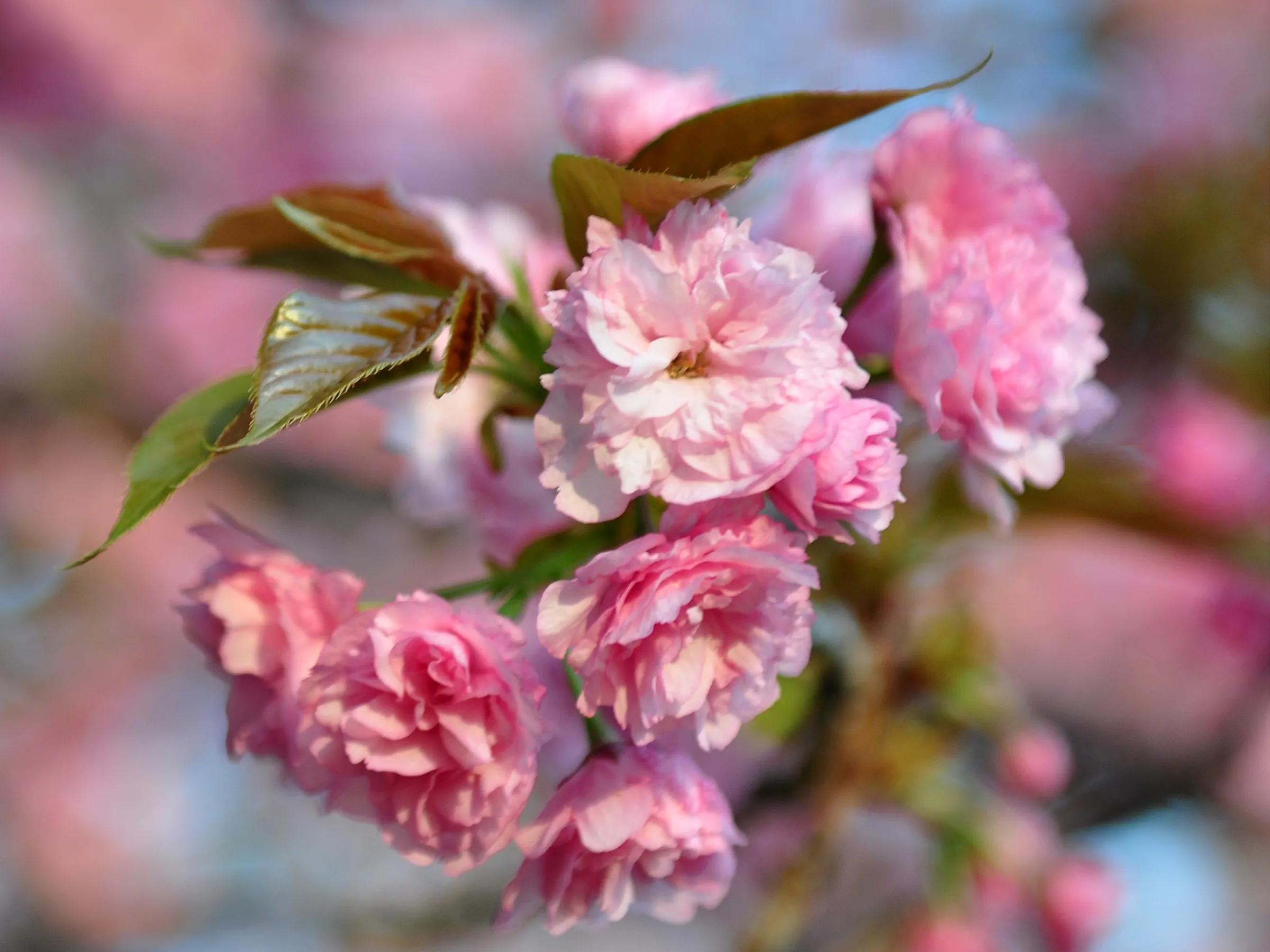 cherry-blossom