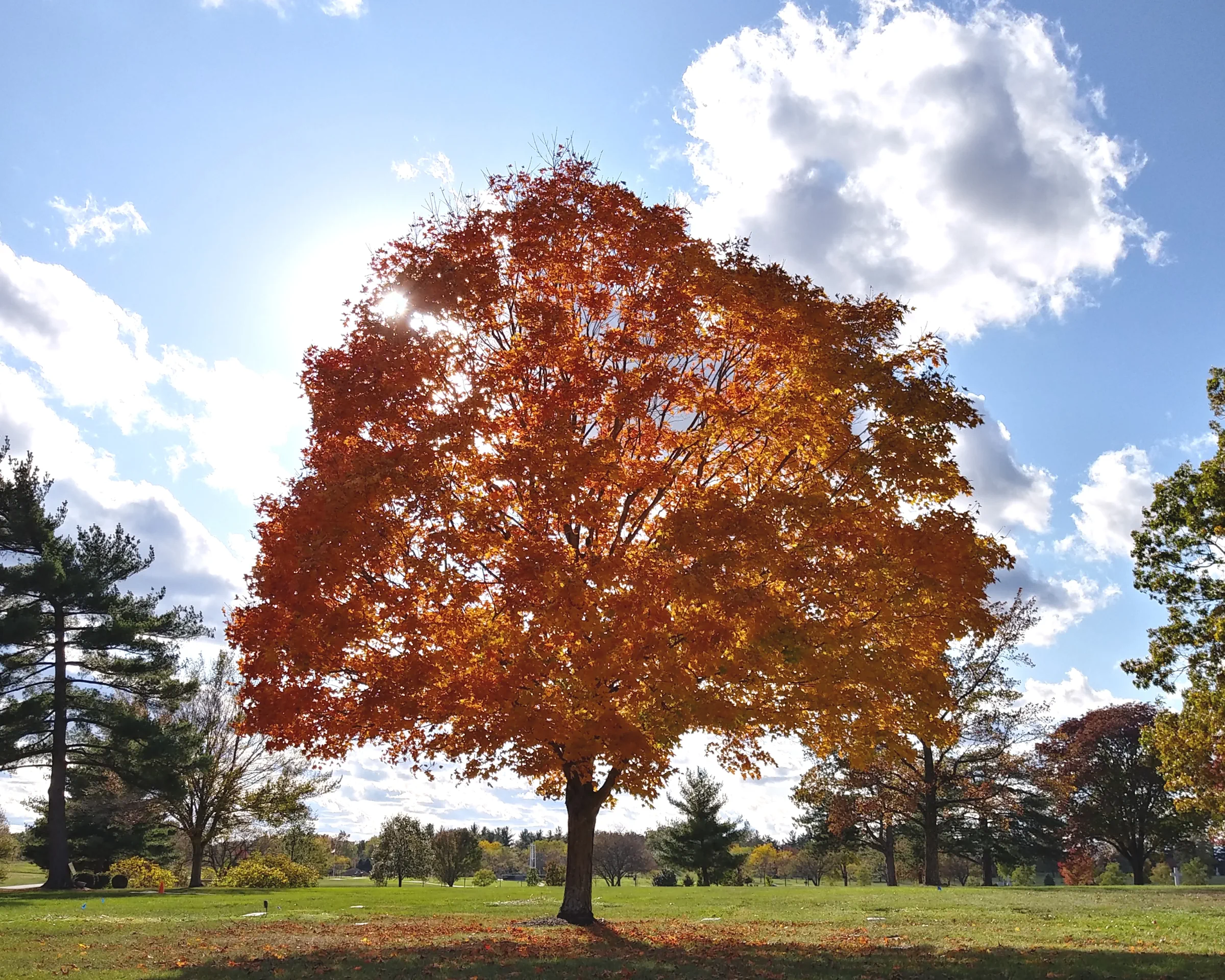 autumn-maple